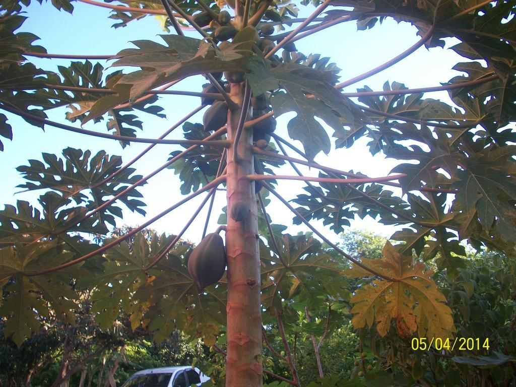 Pimenta Rosa *