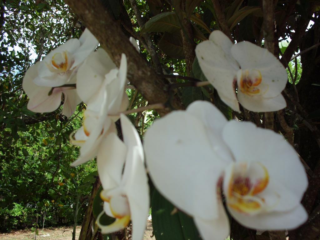 Pousada Pimenta Rosa